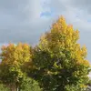 **Tilia cordata** est une espèce **eurasiatique** et **médioeuropéenne**, couramment présente dans **l'Est de la France**, les **Pyrénées** et jusqu'à **1 500 mètres d'altitude** dans les zones montagneuses.
