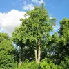 Cet arbre est **adapté aux sols riches** et préfère des conditions de **mi-ombre**.