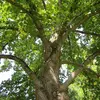 Il se développe mieux sur des **sols meubles et aérés**, bien qu'il tolère aussi des sols plus humides ou modérément secs.