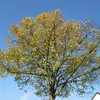 Cet arbre est apprécié pour son bois **homogène et facile à travailler**, bien que son utilisation soit limitée en raison de sa **faible résistance mécanique** et de sa **sensibilité aux insectes**.