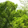 Les feuilles et l'écorce du tilleul sont **utilisées en infusion** pour leurs propriétés calmantes, bien que ce soit moins fréquent que pour le tilleul à grandes feuilles.