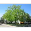 En Europe, le **tilleul à petites feuilles** est souvent planté dans les parcs et les jardins pour son **ombre dense** et son **port élégant**.