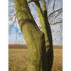 Les jeunes arbres ont des cannelures plus ténues, tandis que les vieux sujets montrent des cannelures très marquées.