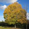 Le **houppier** est dense et régulier, particulièrement lorsque l'arbre est isolé et exposé à la lumière.