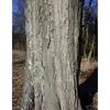 En vieillissant, l'écorce développe des **fissures verticales** qui s'intensifient avec le temps, donnant un aspect crevassé à la surface du tronc.