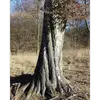 Elle peut aussi présenter des craquelures ou des sillons en diagonale, et des taches blanchâtres peuvent apparaître, rendant l'arbre facilement identifiable.