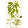 Les **feuilles** du charme sont **caduques**, de forme **oblongue à acuminée**, mesurant entre **8 et 12 centimètres** de long et **3 à 5 centimètres** de large.