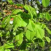 Les feuilles sont **vert clair** sur la face supérieure et plus pâles en dessous, avec une teinte jaune dorée en automne.