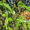 Les feuilles du charme sont **marcescentes**, ce qui signifie qu'une partie reste accrochée aux branches tout l'hiver, un trait distinctif pour l'identification.