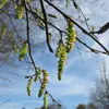 Les **fleurs** du charme apparaissent au **printemps**, sous forme de **chatons pendants** de couleur jaune.