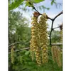 Les fleurs mâles et femelles se trouvent sur le même arbre (plante monoïque).