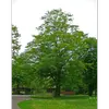 **Carpinus betulus** est originaire d'Europe centrale et courant dans les **forêts de feuillus** de cette région, notamment dans le **Nord et l'Est de la France**.