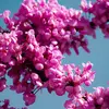 La couleur rose pourpre des fleurs symboliserait la honte de Judas.
