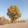 Le **Quercus pubescens** est une espèce post-pionnière, capable de coloniser après des perturbations écologiques, jouant un rôle clé dans les **écosystèmes méditerranéens**.