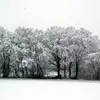 Cet arbre résiste bien au froid et à la chaleur, préférant un **climat continental modéré**.