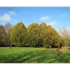 La durée de vie de cet arbre dépasse rarement les **100 à 150 ans**, et il est souvent utilisé en **taillis sous futaie** pour la foresterie.