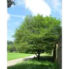 **Carpinus betulus** est résistant aux parasites et aux maladies courantes, ce qui en fait une espèce robuste et relativement facile à cultiver.