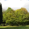 Le charme est un arbre à **croissance lente**, atteignant environ **10 mètres en 20 ans**, mais il rejette vigoureusement de souche après la coupe, favorisant une croissance renouvelée sous forme de taillis.
