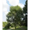 La silhouette du tremble est marquée par son **houppier qui frémit au moindre souffle de vent**, un trait distinctif d'où il tire son nom.