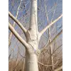 L'**écorce** du tremble est **lisse et blanc crème** sur les jeunes arbres, ce qui la rend reconnaissable à ce stade.