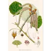 Les **feuilles** du tremble mesurent **entre 4 et 8 centimètres** et varient de couleur : **cuivrées au printemps**, **vert foncé en été**, et **jaune vif en automne**.