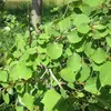 Elles sont de forme **arrondie**, avec de **grosses dents irrégulières et arrondies** sur les bords.