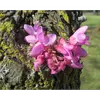 L'arbre est **cauliflore**, développant ses fleurs directement sur le tronc et les branches âgées, une caractéristique unique.