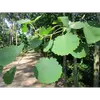 Les feuilles sont attachées par des **pétioles aplatis et très souples**, permettant aux feuilles de s'agiter facilement même sous une légère brise, donnant au tremble son nom distinctif.