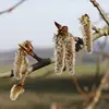Le tremble est une espèce **dioïque**, ce qui signifie que ses fleurs mâles et femelles poussent sur des arbres différents.