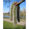 Les **fleurs mâles** sont des chatons pendants de couleur **rougeâtre**, tandis que les **fleurs femelles** sont **blanc grisâtre**.