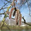La **floraison** du tremble se produit de **mars à avril**, avant l'apparition des feuilles.