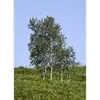 Le **Populus tremula** est largement répandu à travers l'**Eurasie**, présent dans la majeure partie de l'Europe, de l'Asie du Nord, et certaines régions d'Afrique du Nord.