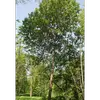 En France, il est **présent partout**, surtout dans les **jeunes forêts**, les **lisières**, et en **montagne jusqu'à 2 150 mètres d'altitude**.