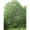 Il préfère les **sols bien drainés**, qu'ils soient **secs ou humides**, et peut pousser aussi bien dans des environnements **pauvres que riches en nutriments**.