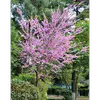 **Cercis siliquastrum** est apprécié pour sa **croissance rapide** au début, mais celle-ci ralentit une fois l'arbre bien établi.