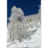 Le tremble est particulièrement **résistant au gel**, lui permettant de survivre dans des environnements froids jusqu'à **2 150 mètres d'altitude**.