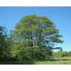 **Alnus glutinosa**, appelé **aulne glutineux** ou **aulne noir**, est un arbre de taille moyenne pouvant atteindre **25 à 30 mètres de hauteur**, bien qu'il soit généralement plus petit.