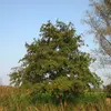 L’aulne glutineux a une **forme conique** ou **pyramidale**, souvent avec un tronc droit se terminant par une voûte hémisphérique.