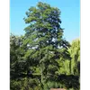 Les **branches** de l'aulne sont **sinueuses et horizontales**, et avec l'âge, elles se couvrent de lenticelles.