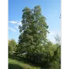 Cet arbre est parfois appelé **verne** ou **vergne**, en référence à son utilisation traditionnelle dans diverses cultures.