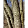L'**écorce** de l'aulne glutineux est de **couleur brune à brun noirâtre** et souvent **craquelée en carrés avec des fissures verticales**.