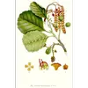 Les **feuilles** de l'aulne glutineux sont **simples, arrondies et tronquées au sommet**, semblant avoir été découpées d'un coup de ciseau.
