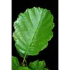 Les feuilles sont **légèrement et irrégulièrement dentelées**, et leur face inférieure est souvent **poisseuse**, d’où le nom d’**aulne glutineux**.