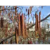 L'aulne glutineux est une plante **monoïque**, portant des **chatons mâles et femelles** séparés sur le même arbre.