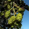Les **fruits** de l'aulne glutineux sont de **petits cônes ovoïdes et ligneux**, mesurant environ **2 centimètres de long**.