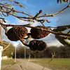 Ces cônes deviennent bruns et persistent sur l'arbre après la libération des graines, qui a lieu de **septembre à novembre**.