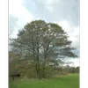 **Alnus glutinosa** est présent dans toute l'**Europe**, y compris en **Scandinavie**, ainsi que dans l'**Ouest de l'Asie**, en **Sibérie**, et même en **Afrique du Nord**.
