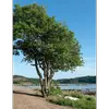 Cet arbre préfère les **environnements humides** tels que les bords de ruisseaux, les prairies humides, les tourbières, et les forêts ripicoles, où ses racines peuvent être partiellement ou totalement immergées.