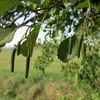 On le trouve à l'**étage collinéen jusqu'à l'étage montagnard** (jusqu'à **1 200 mètres**), montrant une grande **tolérance à l'eau stagnante**, contrairement à d'autres espèces qui préfèrent des sols bien drainés.