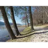 L'aulne est également utilisé pour **stabiliser les rives des cours d'eau** grâce à son système racinaire dense, souvent employé en **foresterie** pour améliorer la structure des sols avant de planter d'autres essences.